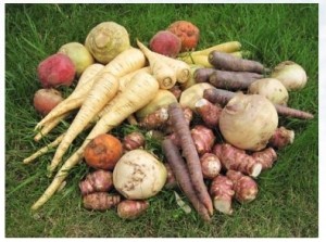 UCPT légumes et horticulture en Bretagne - La game de légumes anciens produits par l'UCPT